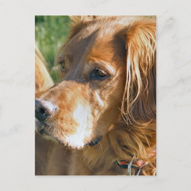 Irish Setter Vykort (Framsida)