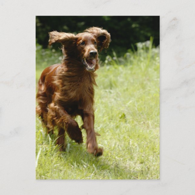 Irish Setter Vykort (Framsida)