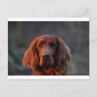 Irish Setter Vykort