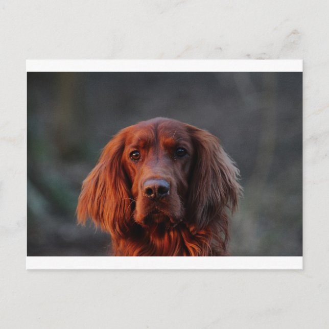 Irish Setter Vykort (Framsida)