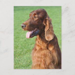 Irish Setter Vykort