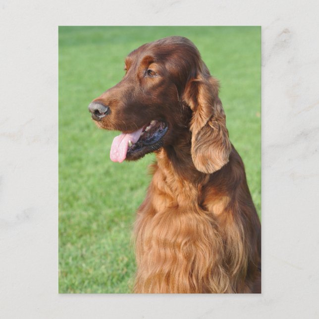 Irish Setter Vykort (Framsida)