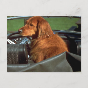 Irish Setter Vykort