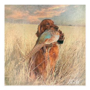 Irish Setter with pheasant Fototryck