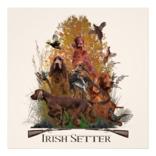 Irish Setter with pheasant Fototryck