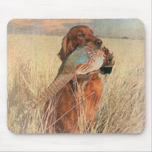 Irish Setter with pheasant Musmatta