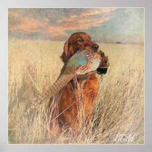 Irish Setter with pheasant Poster