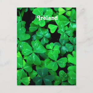 Irish Shamrocks Vykort