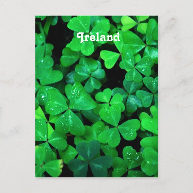 Irish Shamrocks Vykort (Framsida)