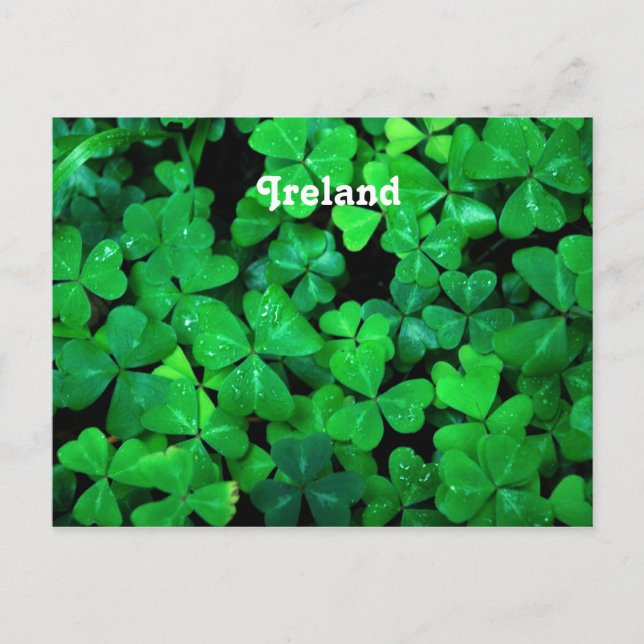 Irish Shamrocks Vykort (Framsida)