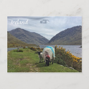 Irish Sheep, County Mayo, Ireland Postcard Vykort