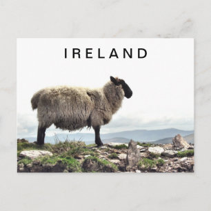 Irish Sheep on Sten vycard Vykort