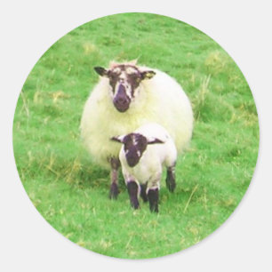 Irish Sheep Stickers Runt Klistermärke