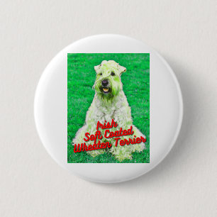 Irish Soft Jackat Wheaten Terrier i gräs Knapp