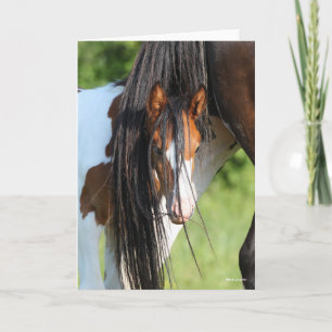 Irish Sport Horse Foal Gömmande under Svan Kort