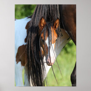Irish Sport Horse Foal Gömmande under Svan Poster