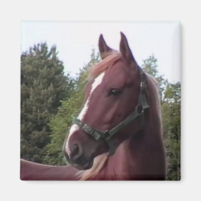 Irish Stallion Magnet (Framsidan)