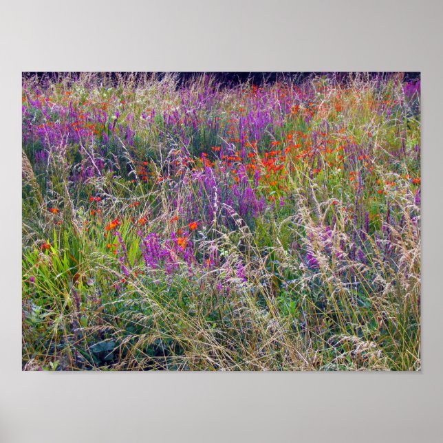 Irish Summer Meadow Poster (Framsidan)