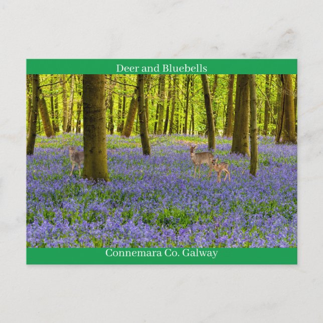 Irish Wildlife Vykort (Framsida)