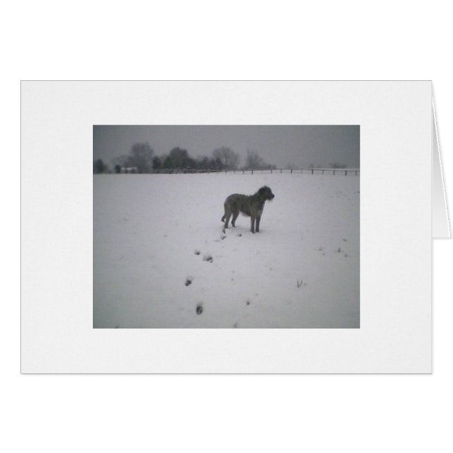 Irish wolfhound i snö OBS kort (Framsidan Horizontal)