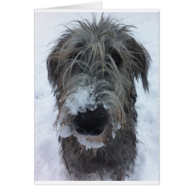 Irish wolfhound leker i snö hälsningskort (Framsidan)