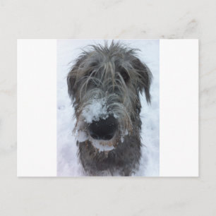 Irish wolfhound leker i snö vykort