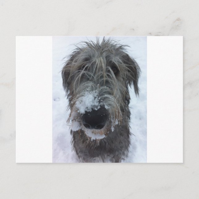 Irish wolfhound leker i snö vykort (Framsida)