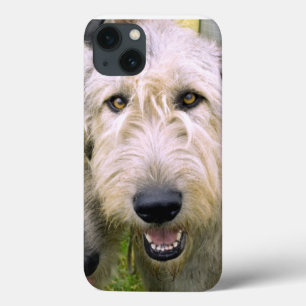 Irish Wolfhound Photo