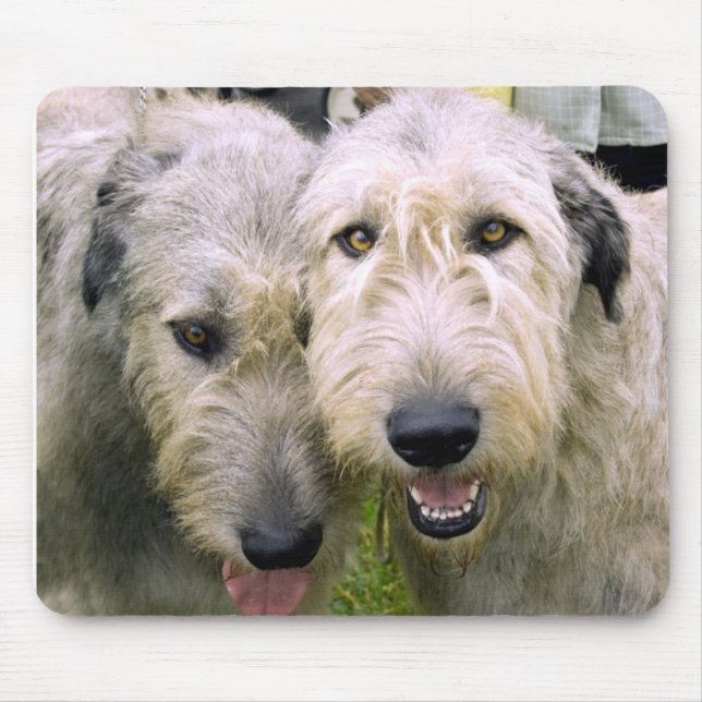 Irish Wolfhound Photo Musmatta (Framsidan)