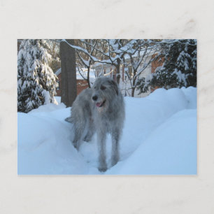 Irish wolfhound vykort