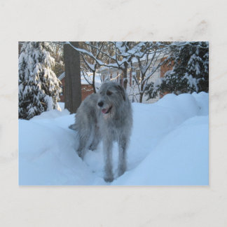 Irish wolfhound vykort
