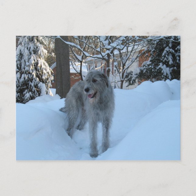 Irish wolfhound vykort (Framsida)
