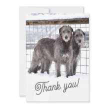 Irish Wolfhounds i Snö