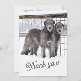 Irish Wolfhounds i Snö Inbjudningar