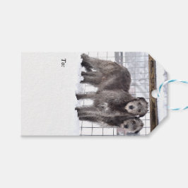 Irish Wolfhounds i Snö Presentetikett