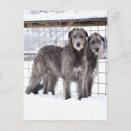Irish Wolfhounds i Snö Vykort