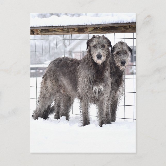 Irish Wolfhounds i Snö Vykort (Framsida)