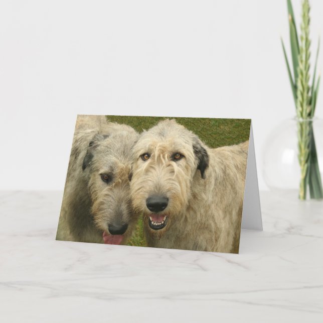 Irish Wolfhounds Kort (Framsida)