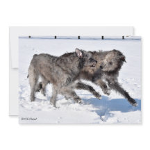 Irish Wolfhounds som springer i Snö
