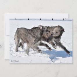 Irish Wolfhounds som springer i Snö Inbjudningar