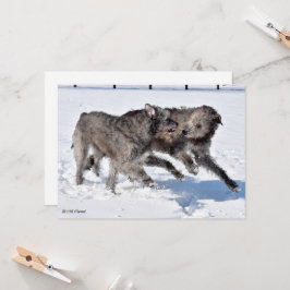 Irish Wolfhounds som springer i Snö Inbjudningar