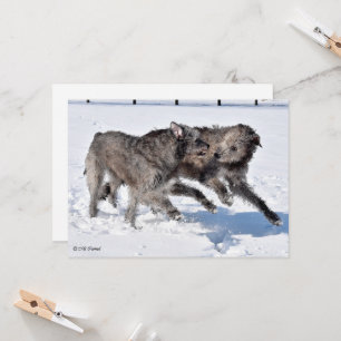 Irish Wolfhounds som springer i Snö Inbjudningar