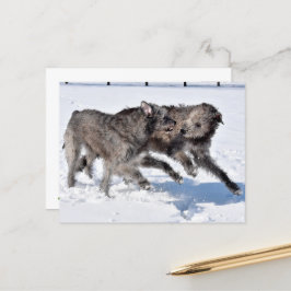 Irish Wolfhounds som springer i Snö Vykort
