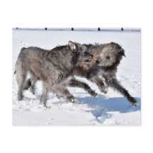 Irish Wolfhounds som springer i Snö
