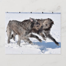 Irish Wolfhounds som springer i Snö Vykort