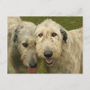 Irish Wolfhounds Vykort