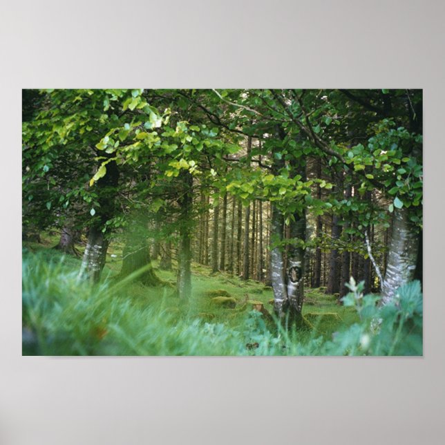 Irish Wood Poster (Framsidan)