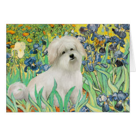 Irisis - Coton de Tulear 7 Hälsningskort