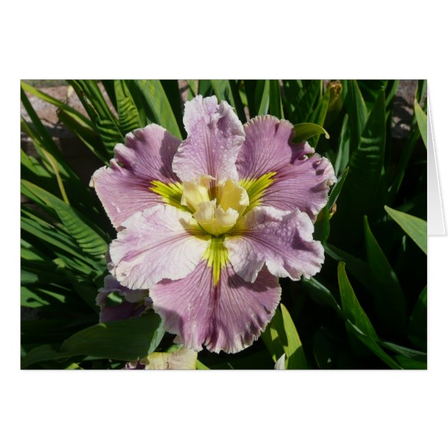 IRISKORT - DUREL-EFTERSLÄNTRARE - tomt kort (Framsidan Horizontal)