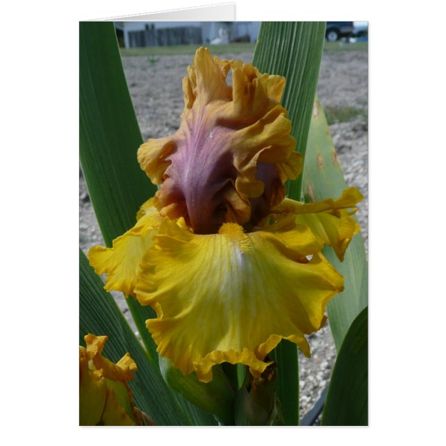 IRISKORT - NOUVEAU RICHE - tomt kort (Framsidan)